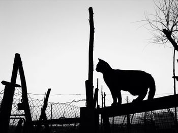 Low angle view of silhouette cat