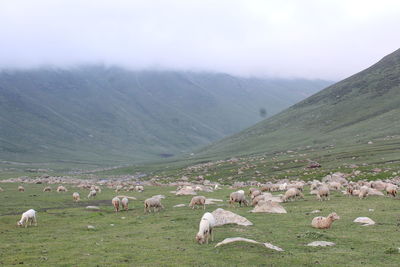 Flock of sheep grazing on landscape