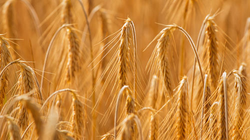 Close-up of wheat growing on field