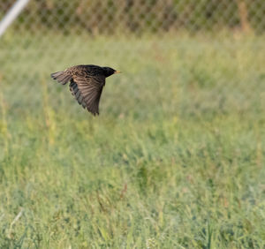 Bird flying over a field
