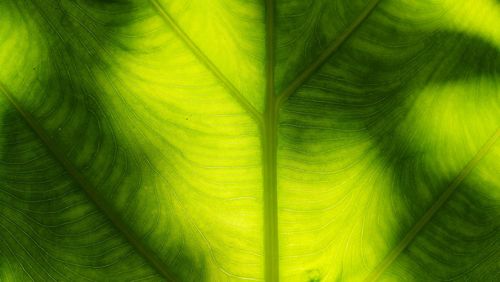 Detail shot of green leaf