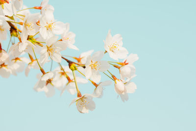 Low angle view of flowers against sky