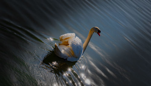 High angle view of swan swimming in lake