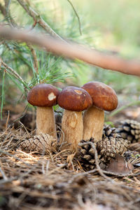 Close-up of mushrooms growing on field