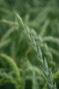Green stalk of wheat growth close-up