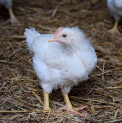 Close-up of a bird on field