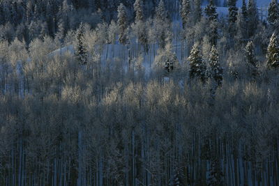 Full frame shot of pine trees in forest during winter