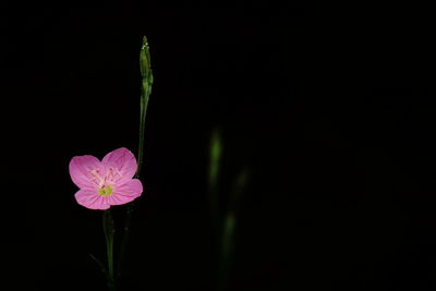 Close-up of flower blooming against black background