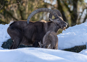 Deer on snow covered field