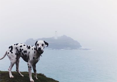 Dogs on landscape against cloudy sky