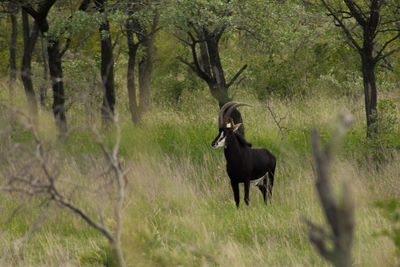 Horse standing in a forest