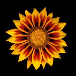 Close-up of flower over black background