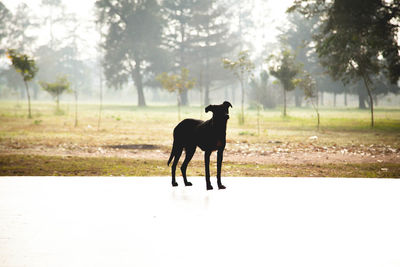 Horse on field