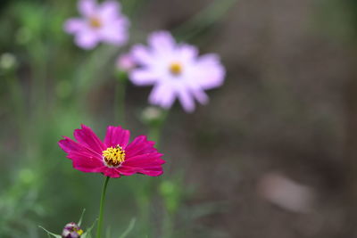 Close-up of pink cosmos flower