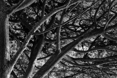 Low angle view of trees in forest