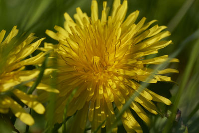 Close-up of yellow flowering plant