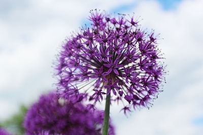 Close-up of purple flowers