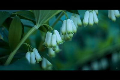 Close-up of white flowers