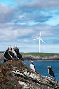 Group of puffins on the coast in front of a wind turbine