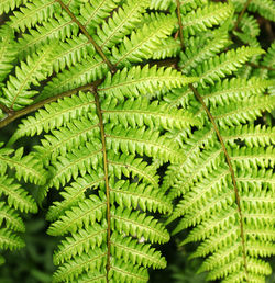 Close-up of fern leaves