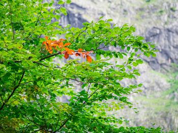 Close-up of insect on plant