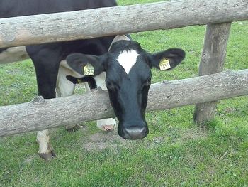 Cow grazing on field