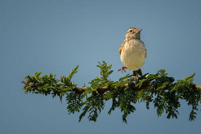 Rufous-naped lark perched on branch lifting foot