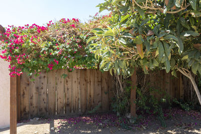 Flower plants growing in yard