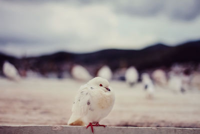 Close-up of seagull perching outdoors