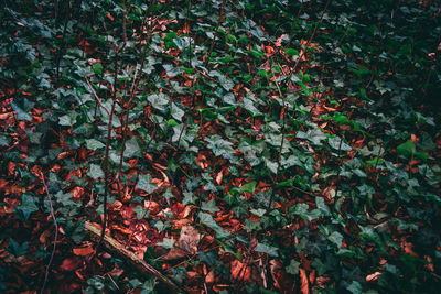 Close-up of plants during autumn