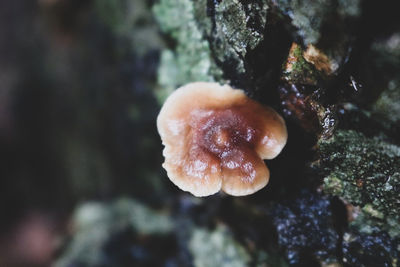 Close-up of mushroom on rock