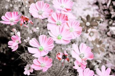 Beautiful flowers blooming in nature garden. pink petals flowers in garden fields.