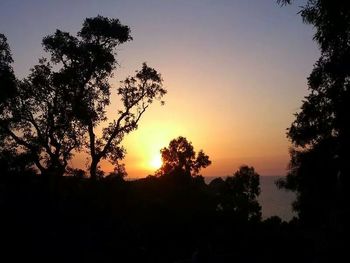 Silhouette of trees at sunset