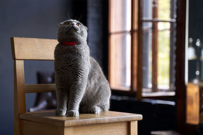 Cat sitting on table at home