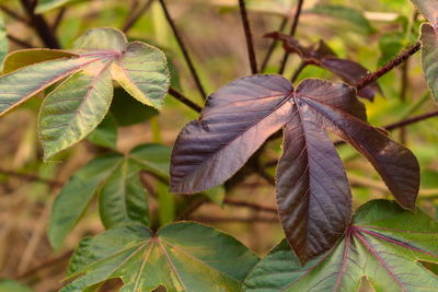 Close-up of leaves