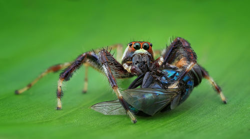 Close-up of spider with insect on leaf