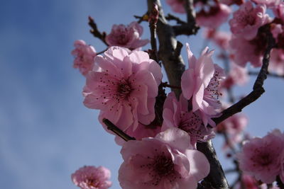 Low angle view of pink flowers blooming against sky