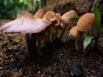 Close-up of mushroom on wood