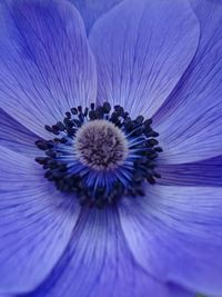 Close-up of purple flower