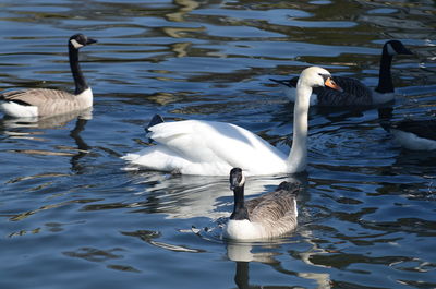 Mute swan and canada geese swimming in lake