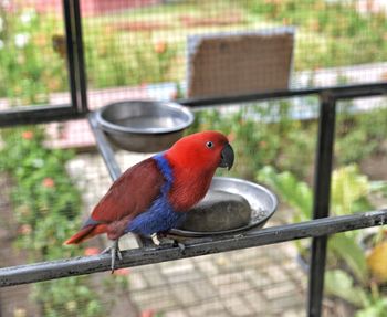 Close-up of parrot perching on railing