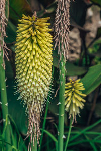 Close-up of yellow flowering plant on field