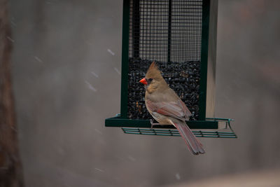 Close-up of bird perching outdoors