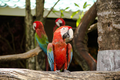 Close-up of parrot perching on tree trunk