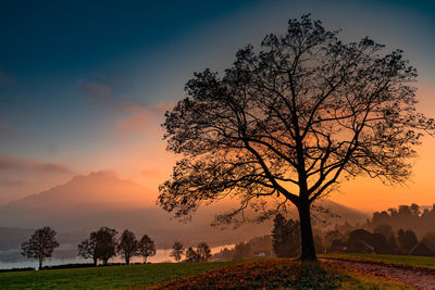 Silhouette tree on field against sky at sunset