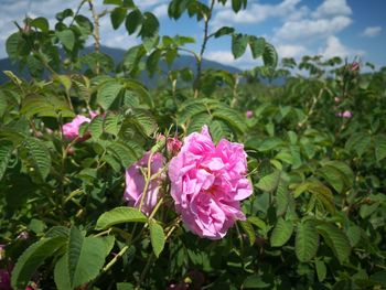 Close-up of pink flowering plant