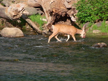 Deer in water