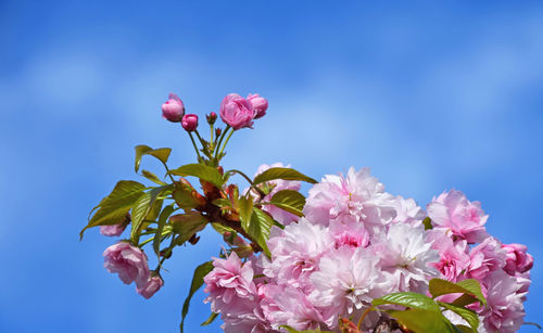 Low angle view of pink flowers blooming against blue sky