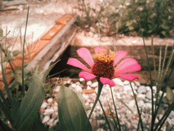 Close-up of pink flowering plant