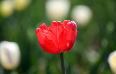 Close-up of red tulip